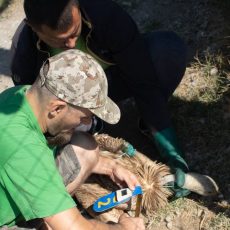 Маркиране на Нелсън в Кресненското дефиле