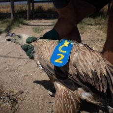 Маркиране на Нелсън в Кресненското дефиле