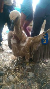 Лешоядът Нелсън