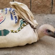 Нелсън, освободен от военната база