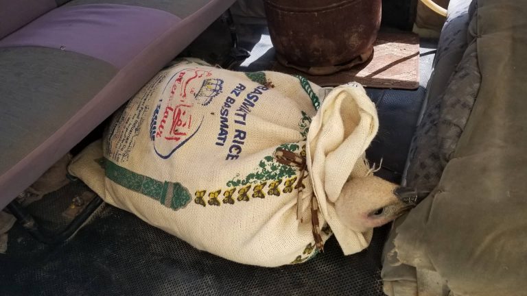 Нелсън, освободен от военната база