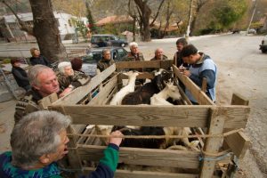 Компенсиране с кози в село Горна Брезница Компенсиране с кози в село Горна Брезница