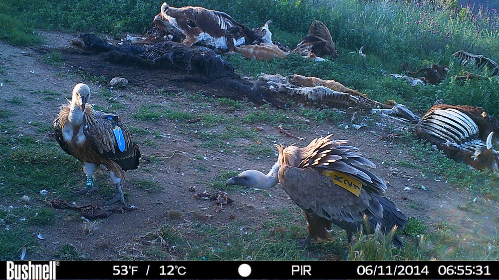 Кадър от площадката за подхранване на лешояди