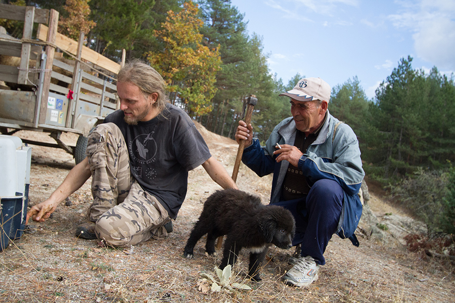 Раздаване на кучета пазачи на животновъди, чиито стада страдат от нападения на хищници