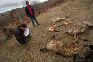 Victims of wolf’s attack Victims of wolf’s attack