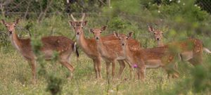 Елен лопатар