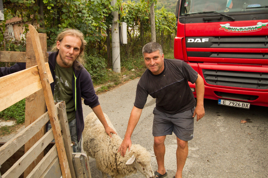 Компенсационна програма за животновъди при нападения от хищници