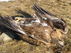 Victim of illegal poisoning Victim of illegal poisoning