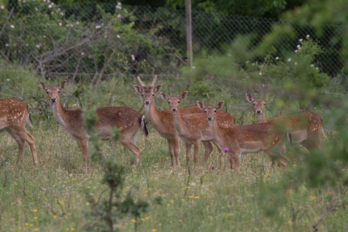 Размножаване на елен лопатар