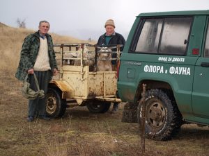 Овце, натоварени за компенсиране на фермери