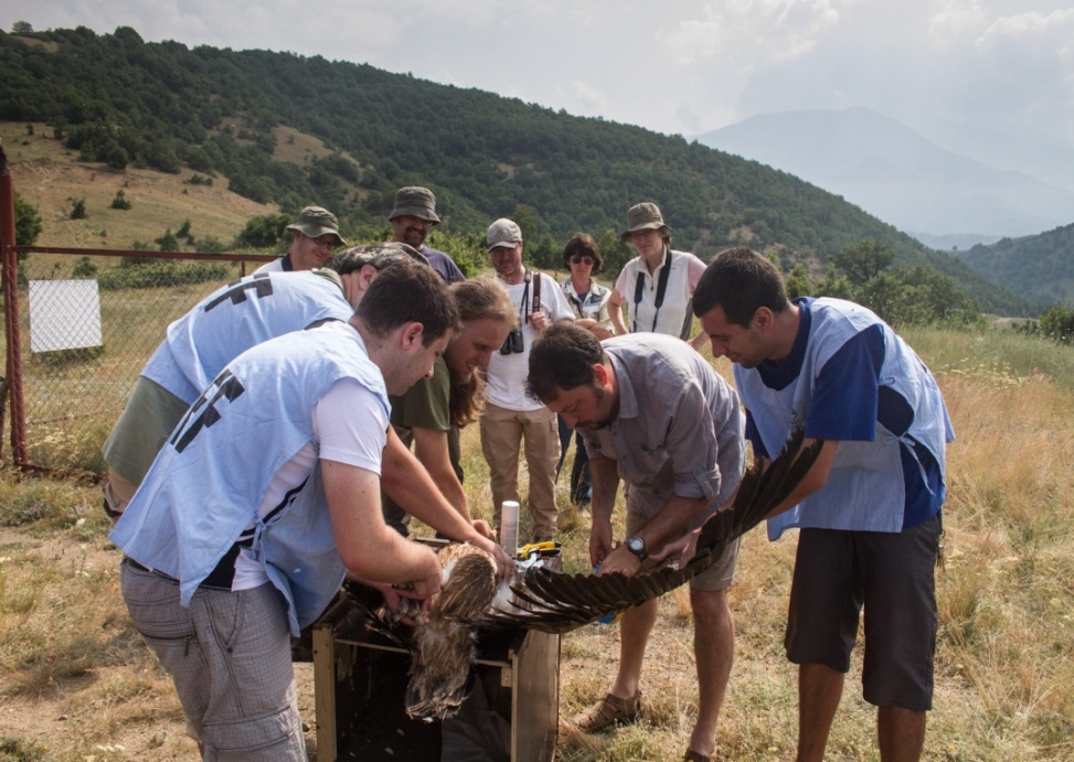 Освобождаване на белоглави лешояди с предаватели