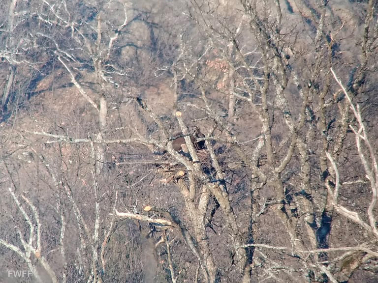 Гнезо на черен лешояд