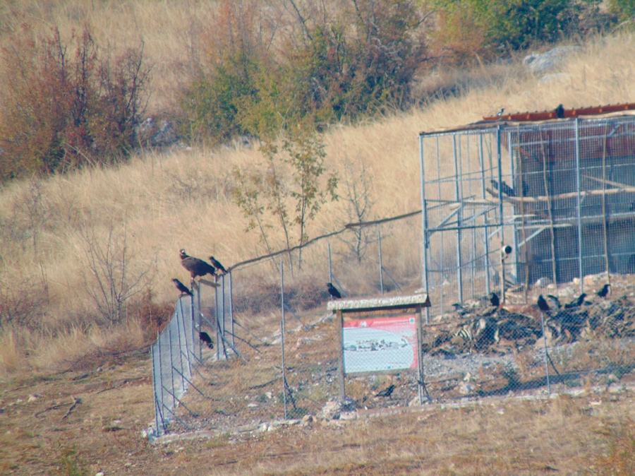 Волиерата за лешояди във Врачанска планина
