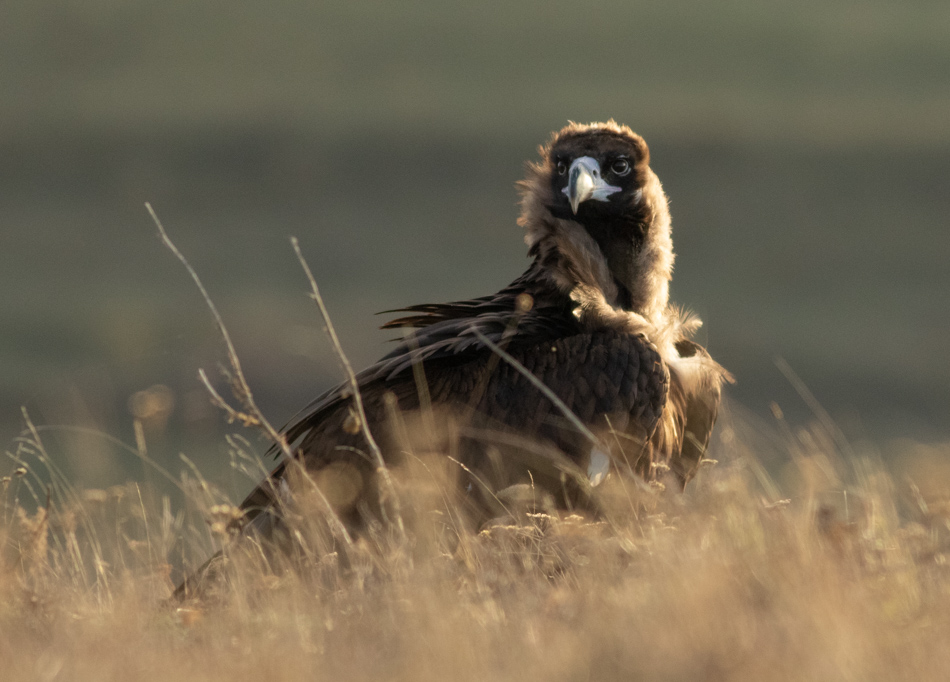 Черен лешояд