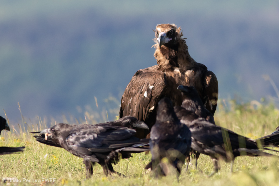 Черен лешояд