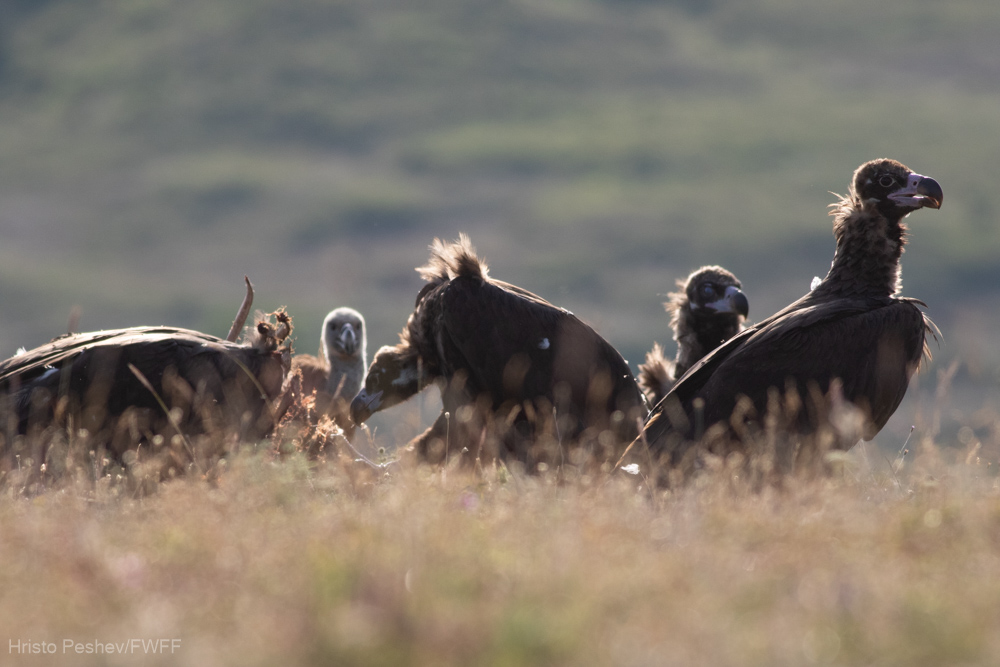 Черни лешояди