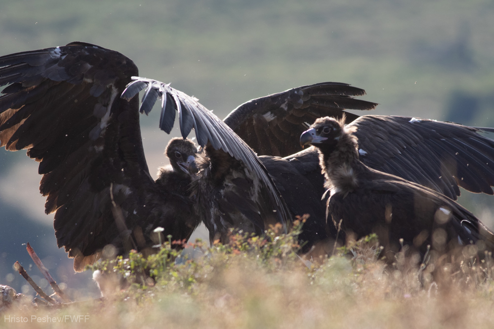 Черни лешояди