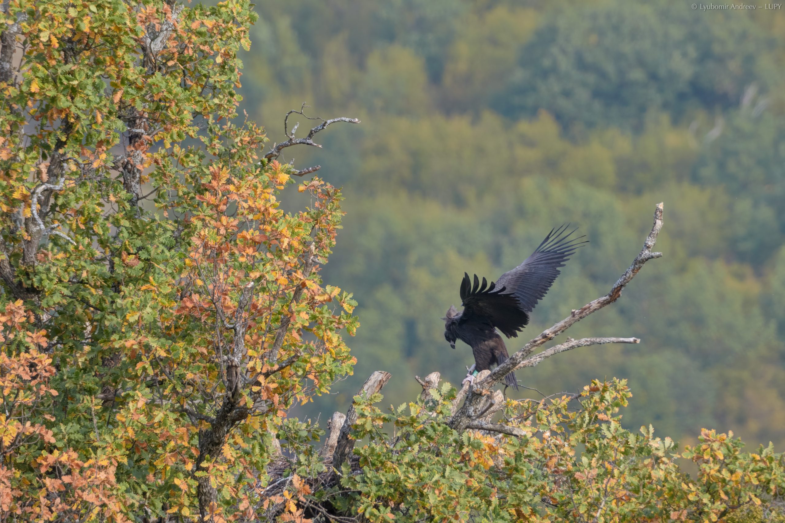 Черен лешояд - Котел