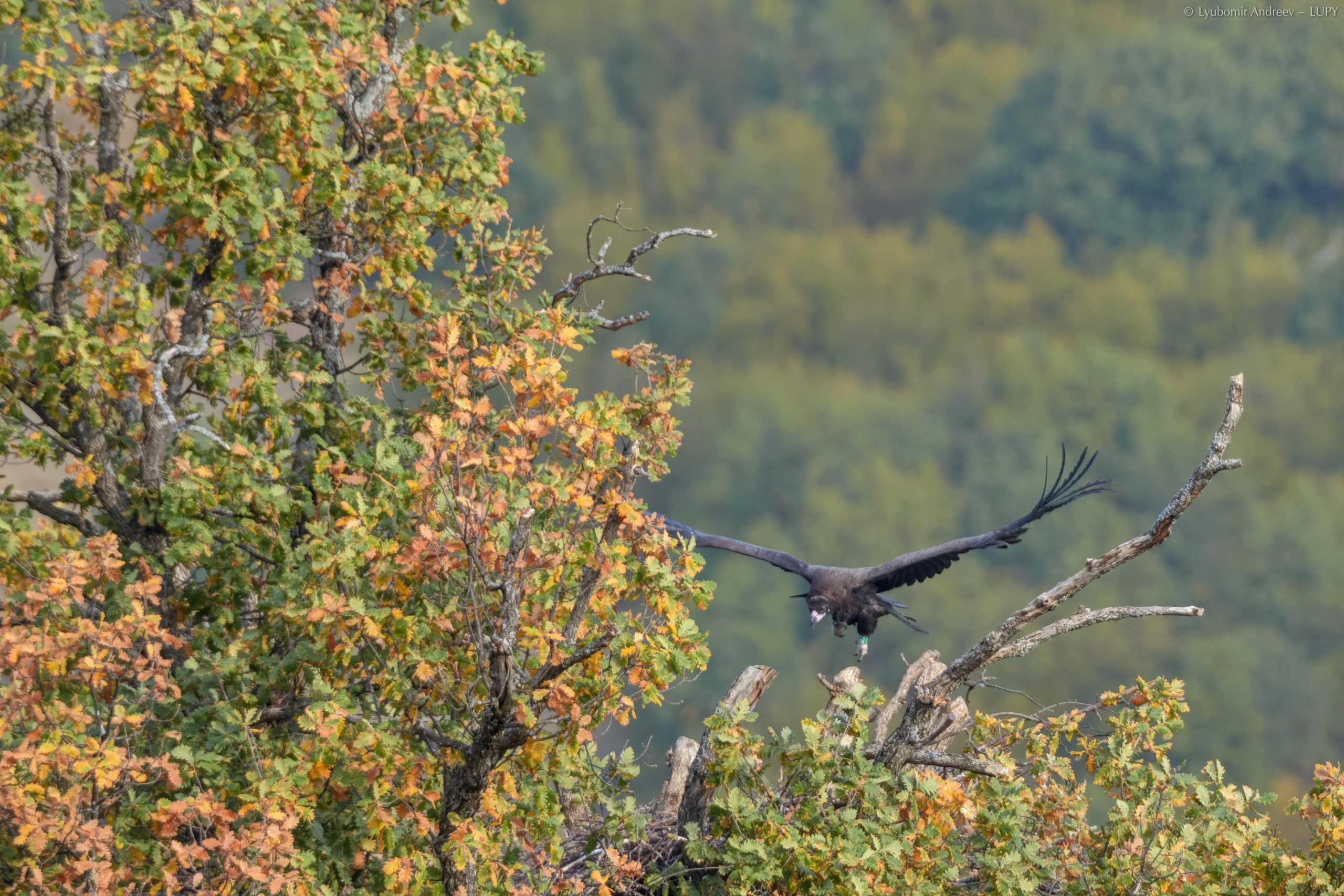 Черен лешояд - Котел