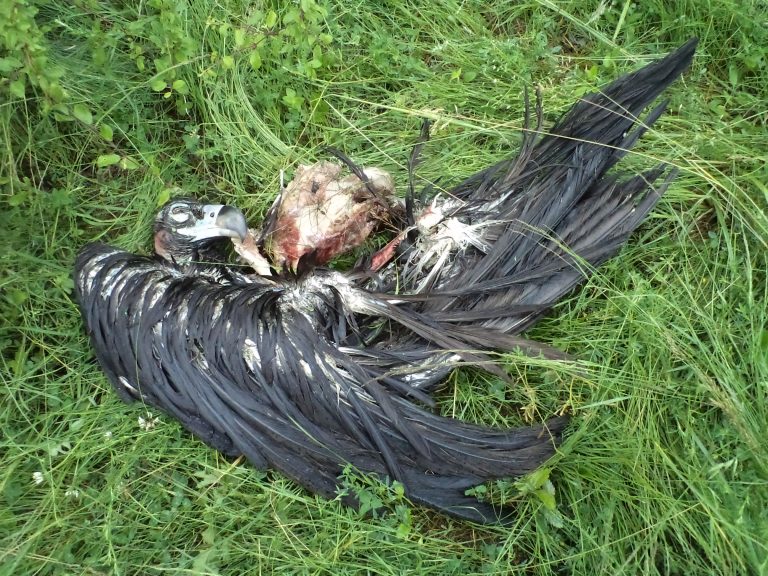 Останки от картала М3 “Стара планина”, изяден от хищници