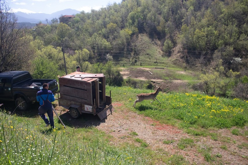 Освобождаване на дарените животни