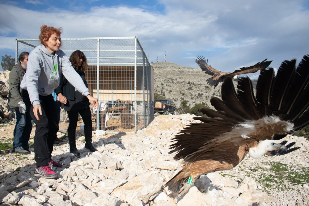 Освобождаване на белоглав лешояд